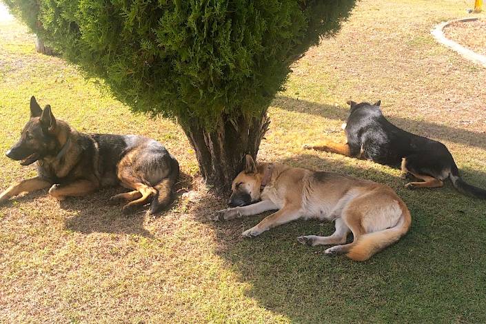Three large brown and black dogs laying in the shade of a tree